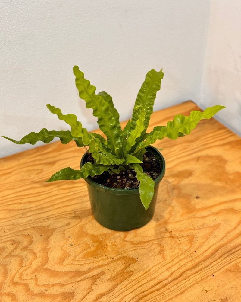Asplenium ‘Crispy Wave’ - Plant Daddy