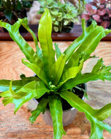 Asplenium ‘Crissie’ - Plant Daddy