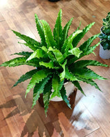 Asplenium ‘Victoria’ - Plant Daddy