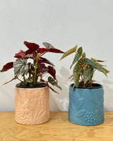 Begonia Angel Wings - Assorted - Plant Daddy