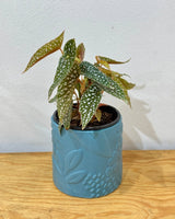 Begonia Angel Wings - Assorted - Plant Daddy