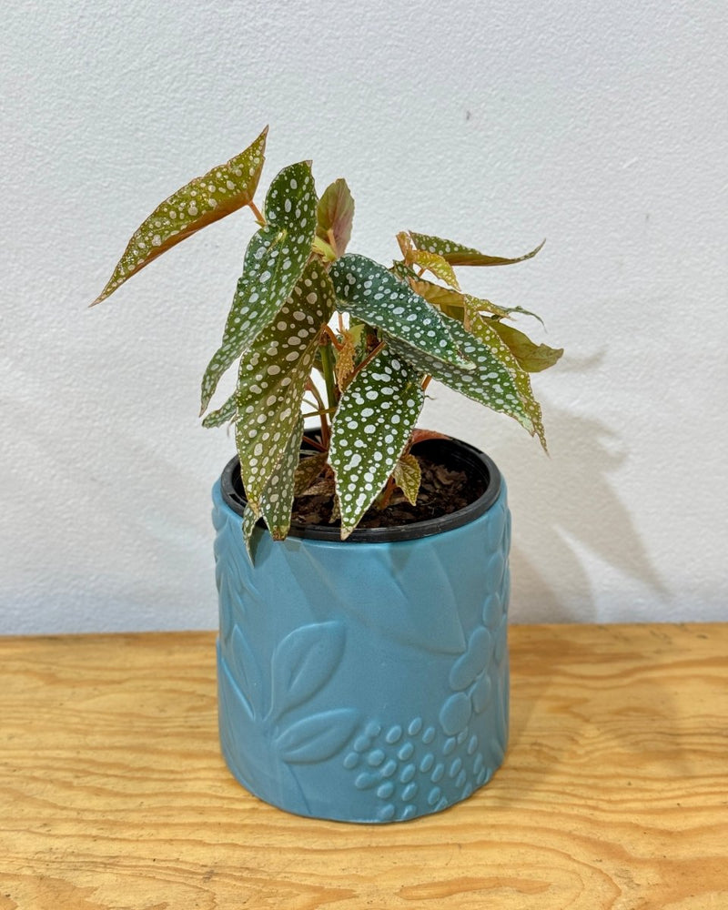 Begonia Angel Wings - Assorted - Plant Daddy