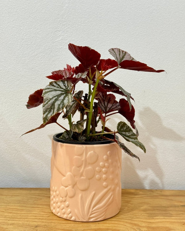Begonia Angel Wings - Assorted - Plant Daddy