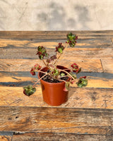 Begonia 'Cathedral Windows' - Plant Daddy