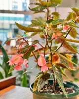 Begonia coccinea - Plant Daddy