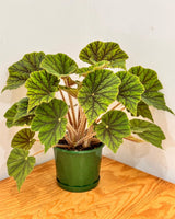 Begonia incarnata ‘Metallica’ - Plant Daddy