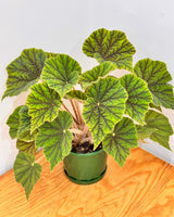 Begonia incarnata ‘Metallica’ - Plant Daddy