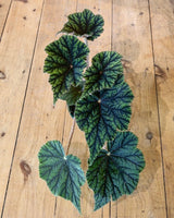 Begonia incarnata ‘Metallica’ - Plant Daddy