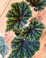 Begonia incarnata ‘Metallica’ - Plant Daddy
