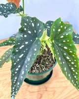 Begonia maculata (Angel Wing) - Plant Daddy