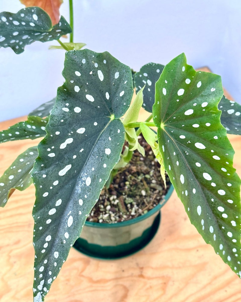 Begonia maculata (Angel Wing) - Plant Daddy