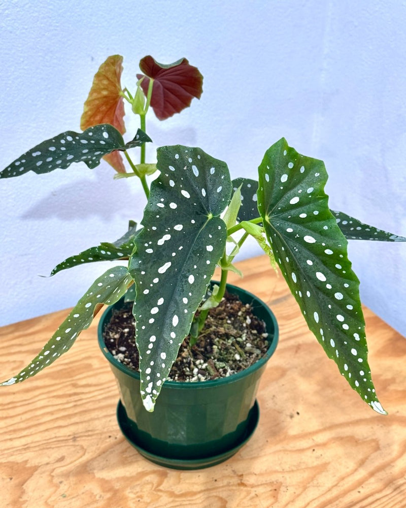 Begonia maculata (Angel Wing) - Plant Daddy