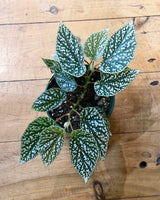 Begonia ‘Snow Cap’ - Plant Daddy