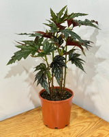 Begonia 'Sophie Cecile' - Plant Daddy