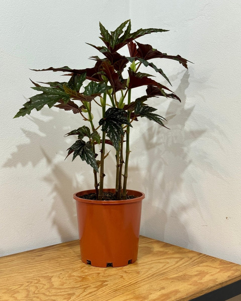 Begonia 'Sophie Cecile' - Plant Daddy