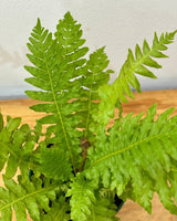 Blechnum brasiliense (Brazilian Tree Fern) - Plant Daddy