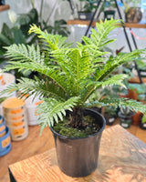 Blechnum gibbum ‘Silver Lady’ (Dwarf Tree Fern) - Plant Daddy