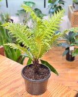 Blechnum ‘Silver Lady’ (Dwarf Tree Fern) - Plant Daddy
