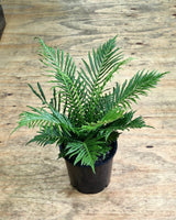 Blechnum ‘Silver Lady’ (Dwarf Tree Fern) - Plant Daddy