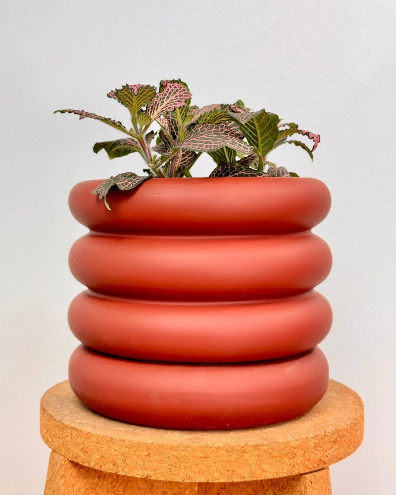 Bloom - wave Series Ceramic Pot - Plant Daddy