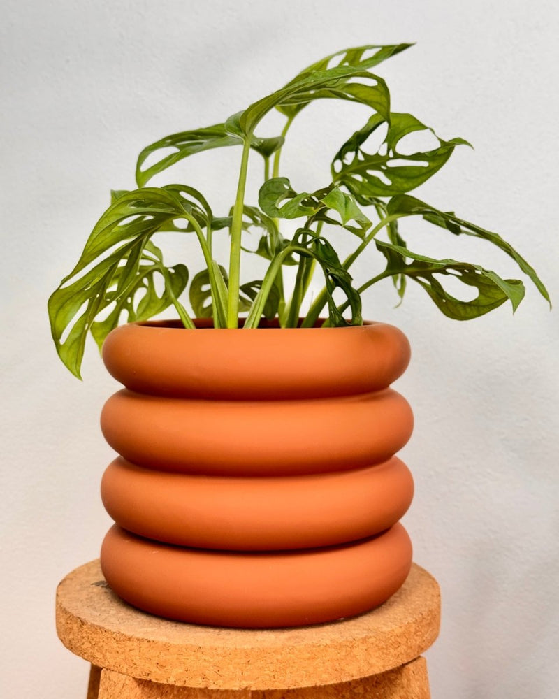 Bloom - wave Series Ceramic Pot - Plant Daddy