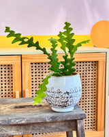 Byron Ceramic Pot - Plant Daddy