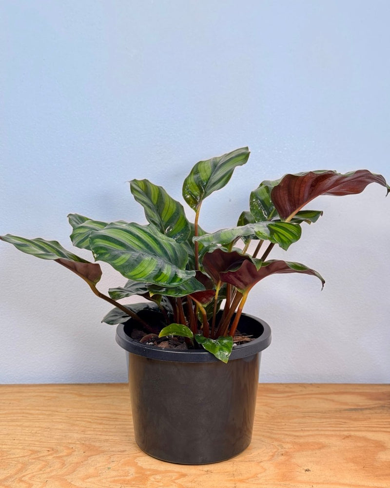 Calathea fasciata - Plant Daddy