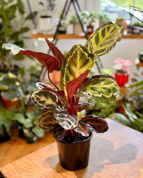 Calathea ‘Illustris’ - Plant Daddy