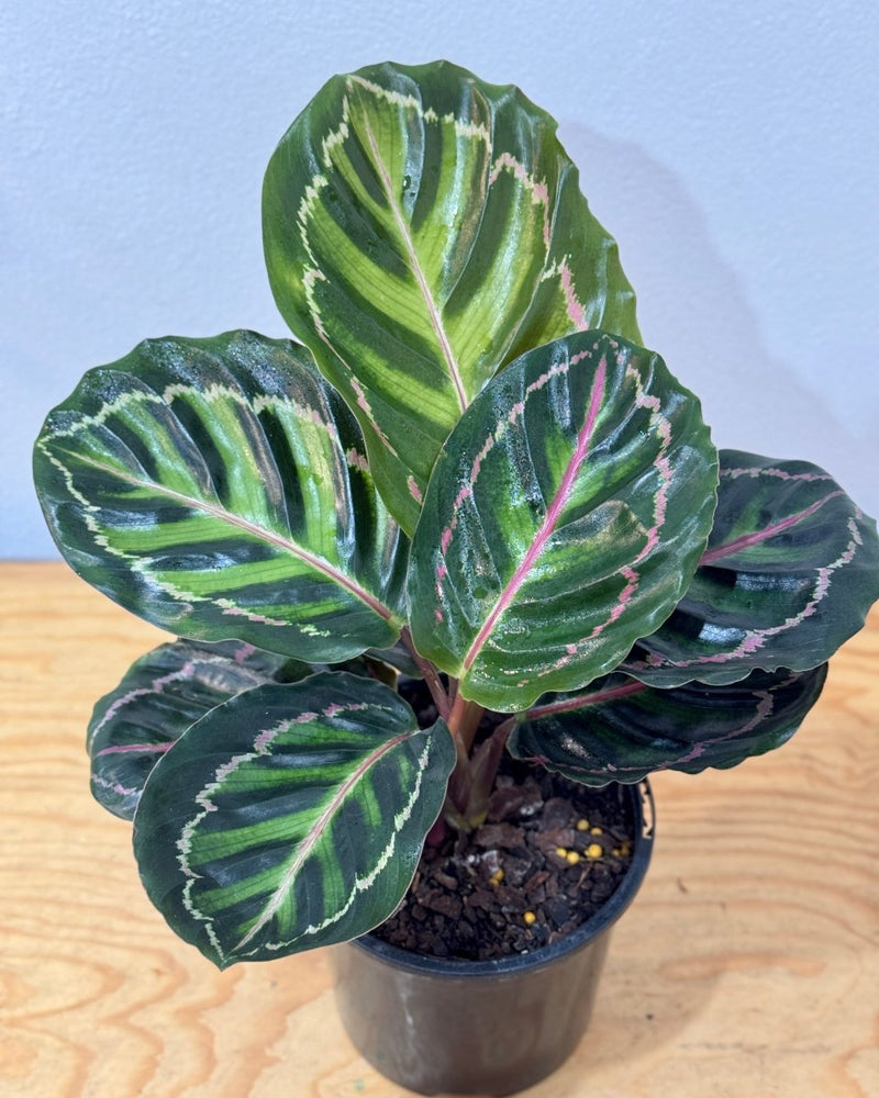 Calathea ‘Illustris’ - Plant Daddy