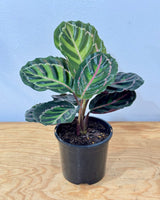 Calathea ‘Illustris’ - Plant Daddy