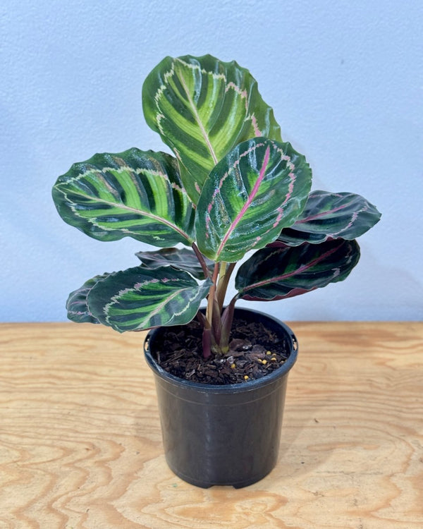 Calathea ‘Illustris’ - Plant Daddy