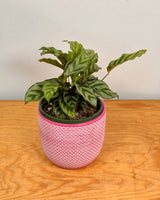 Calathea louisae ‘Freddy’ - Plant Daddy