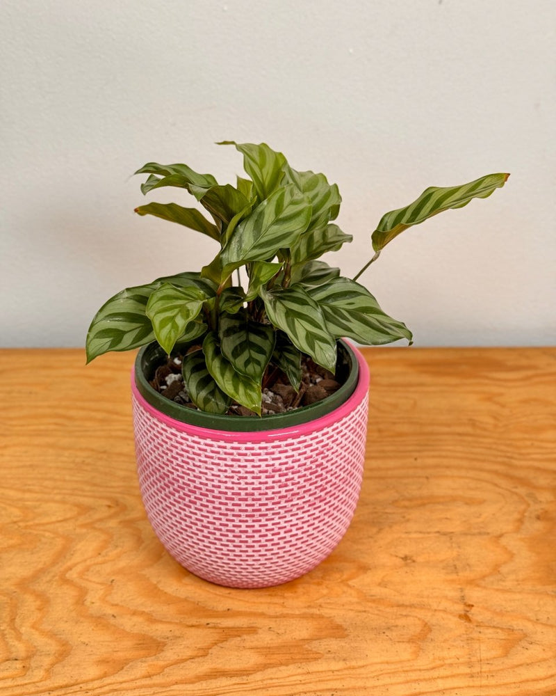 Calathea louisae ‘Freddy’ - Plant Daddy