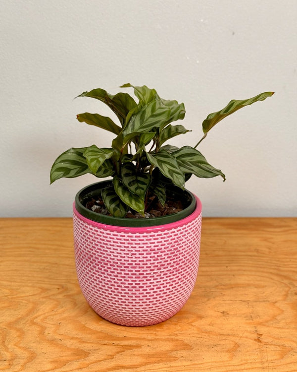 Calathea louisae ‘Freddy’ - Plant Daddy