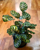 Calathea makoyana - Plant Daddy