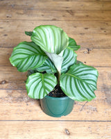 Calathea orbifolia - Plant Daddy