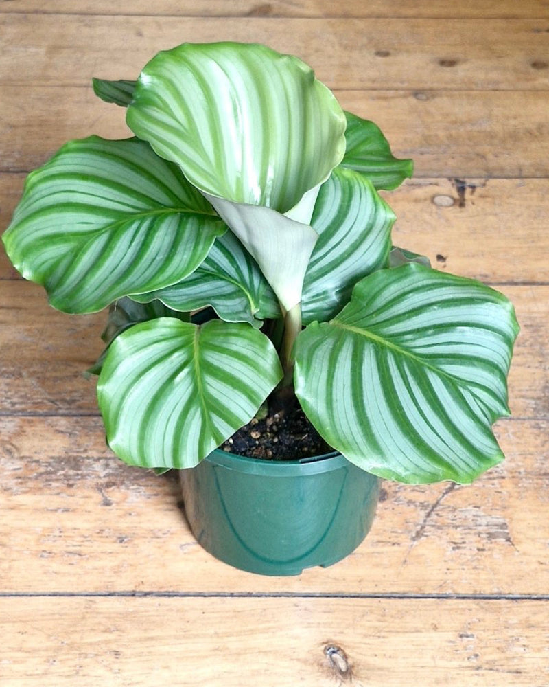 Calathea Orbifolia