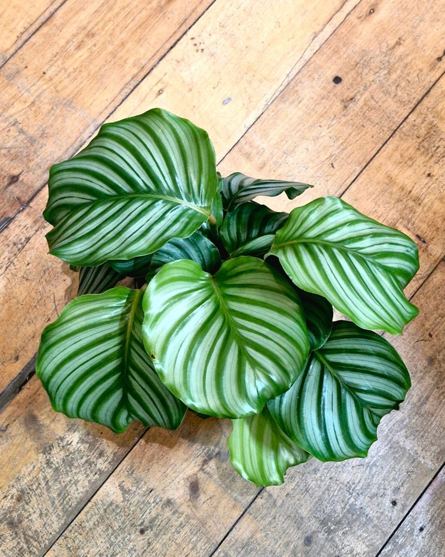 Calathea Orbifolia