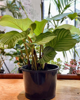 Calathea orbifolia - Plant Daddy