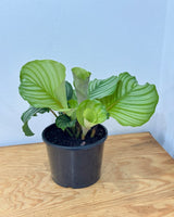 Calathea orbifolia - Plant Daddy