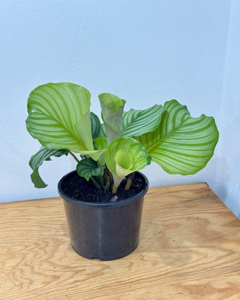 Calathea orbifolia - Plant Daddy