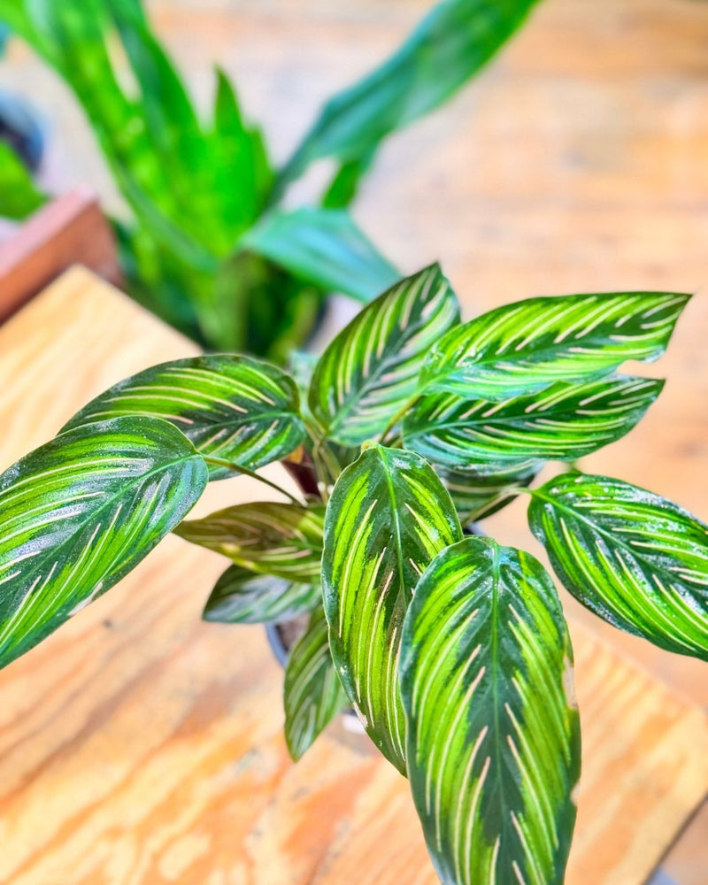 Calathea ornata 'Beauty Star'