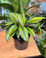 Calathea ornata 'Beauty Star' - Plant Daddy