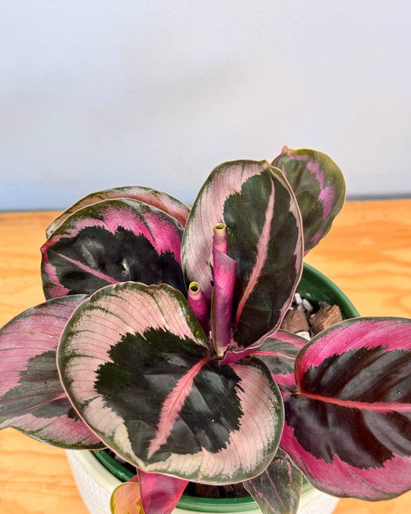 Calathea ‘Princess Jessie’ - Plant Daddy