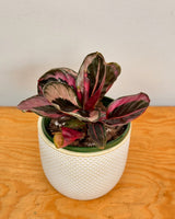 Calathea ‘Princess Jessie’ - Plant Daddy