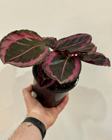 Calathea ‘Princess Jessie’ - Plant Daddy