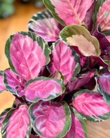 Calathea ‘Rosey’ - Plant Daddy