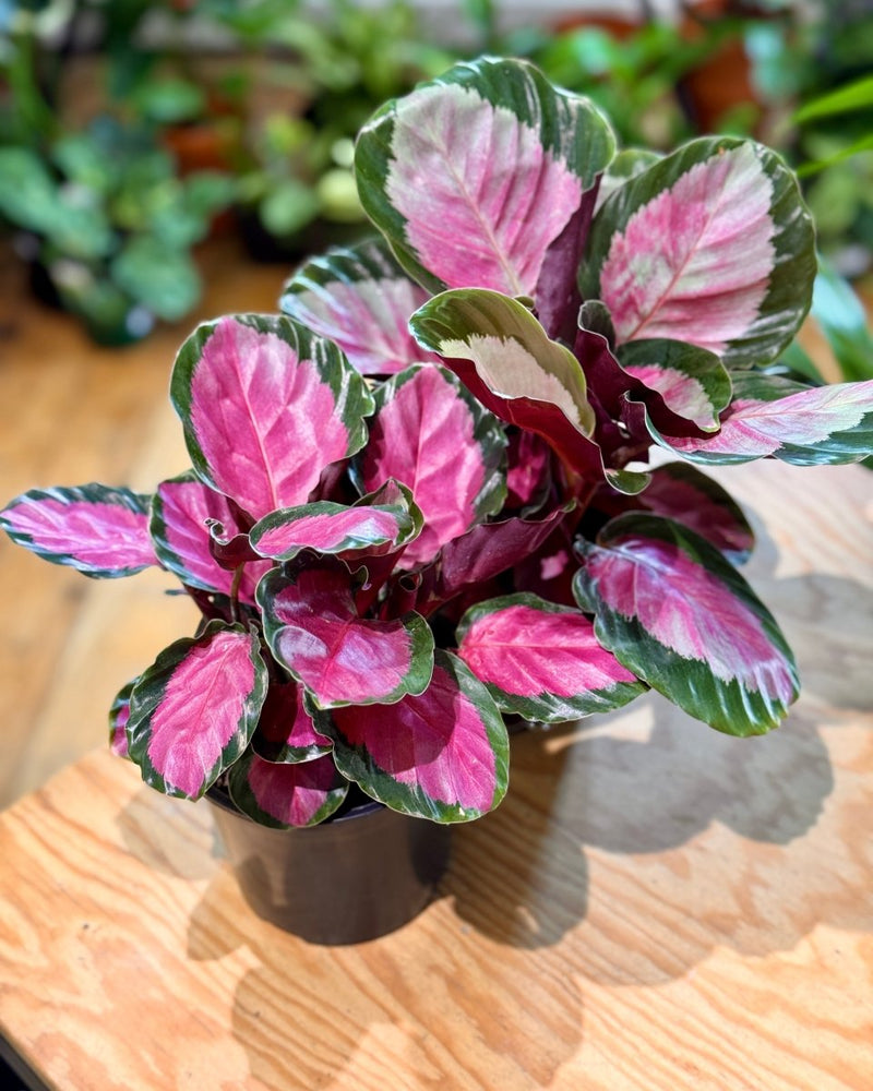 Calathea ‘Rosey’ - Plant Daddy