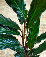 Calathea rufibarba - Plant Daddy