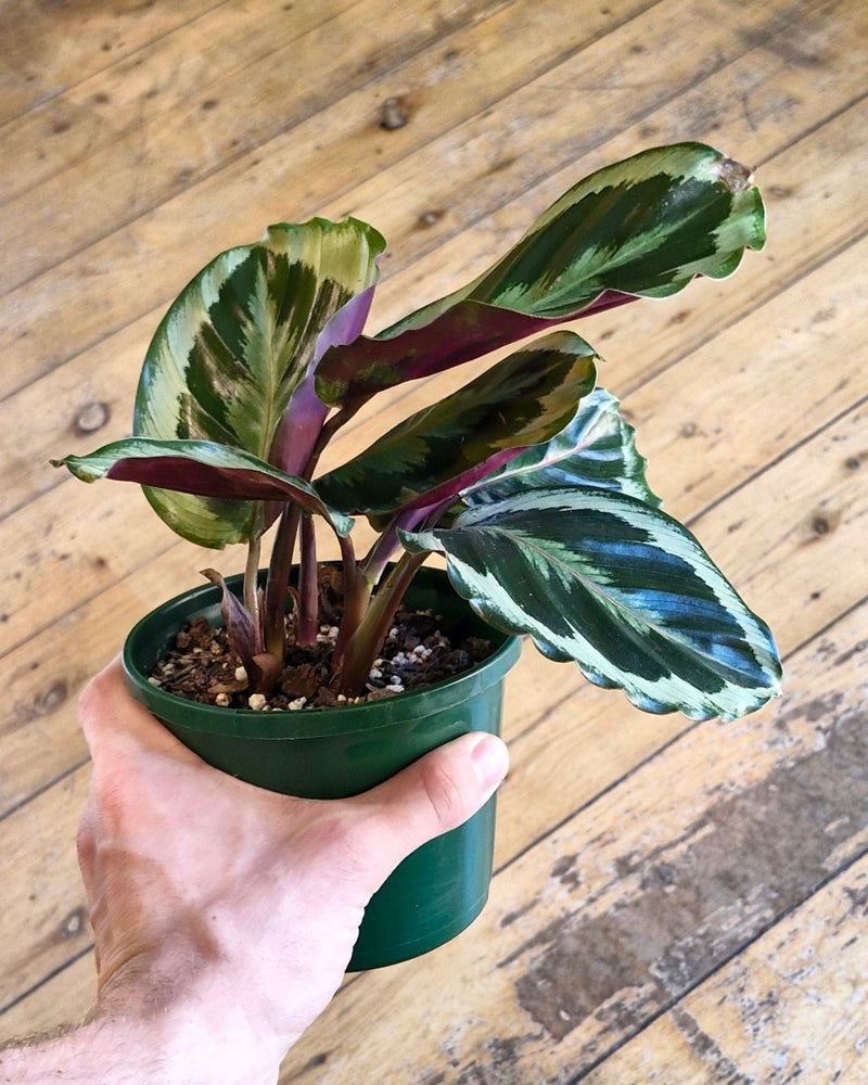 Calathea ‘Shinestar' - Plant Daddy
